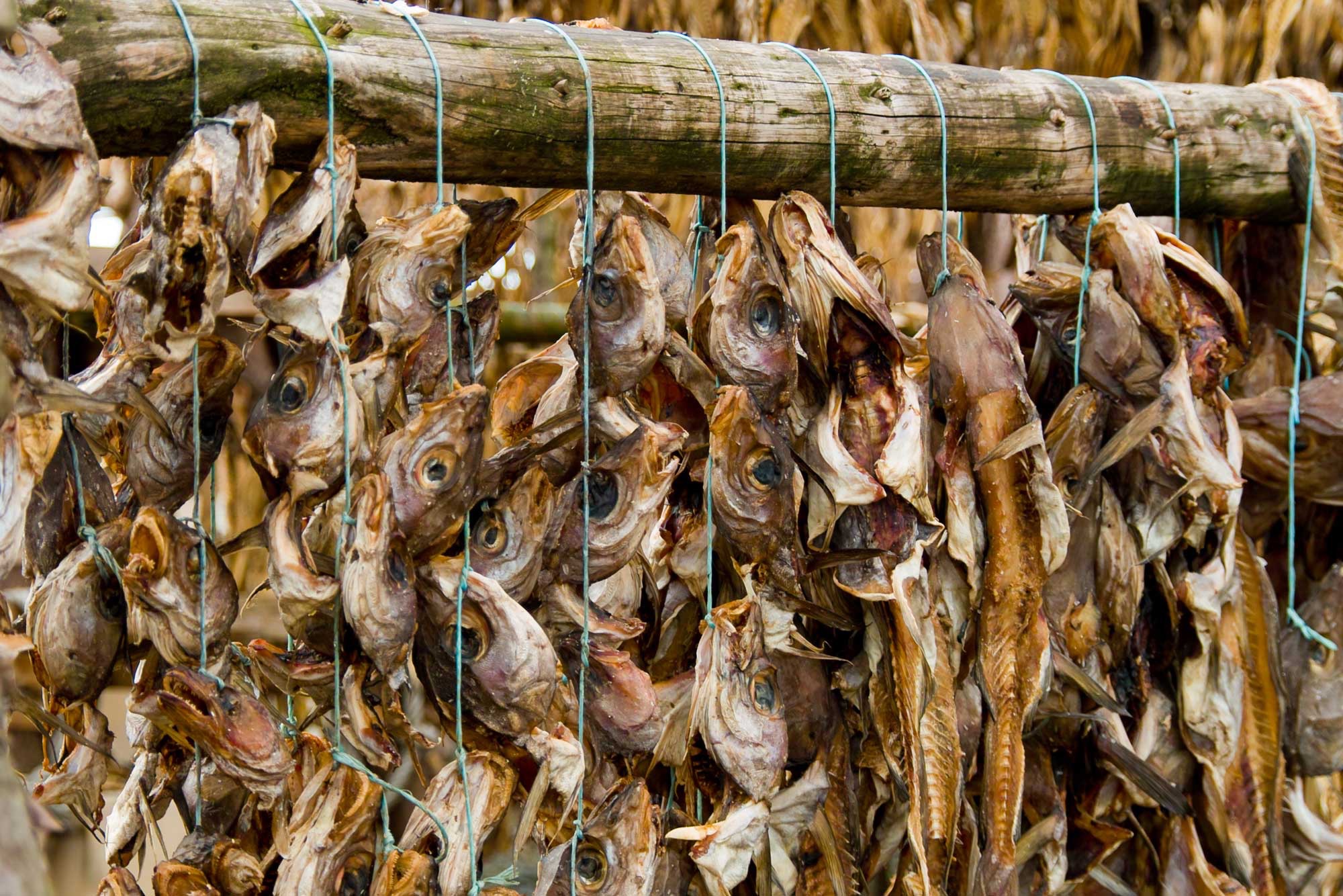 DRIED FISH 01