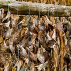 DRIED FISH 01